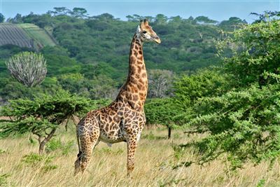 Hluhluwe Park mit Giraffe